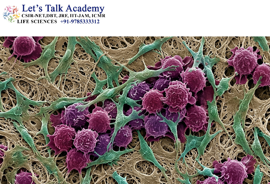 Cancer Cells and Cancer-Associated Fibroblasts
 