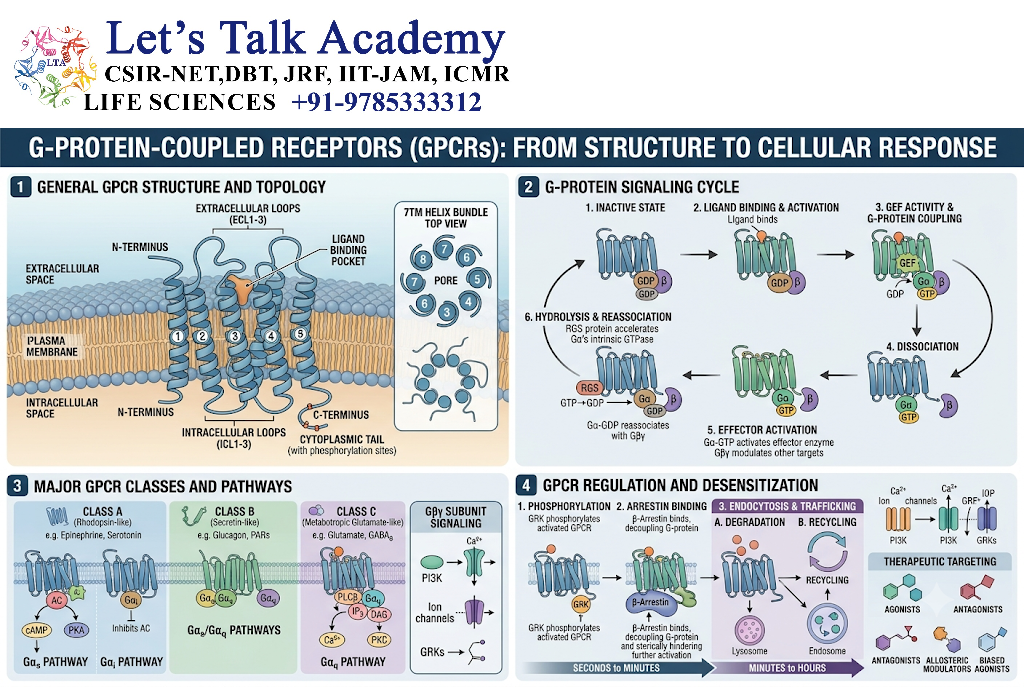 G-Protein-Coupled Receptors