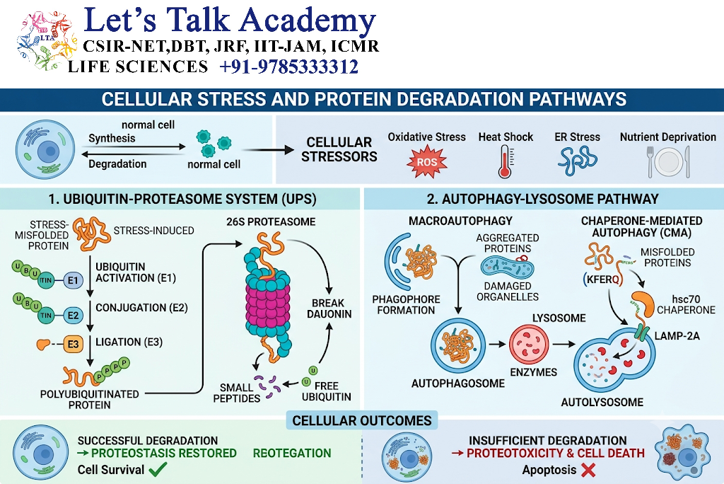 Protein Degradation During Cellular Stress