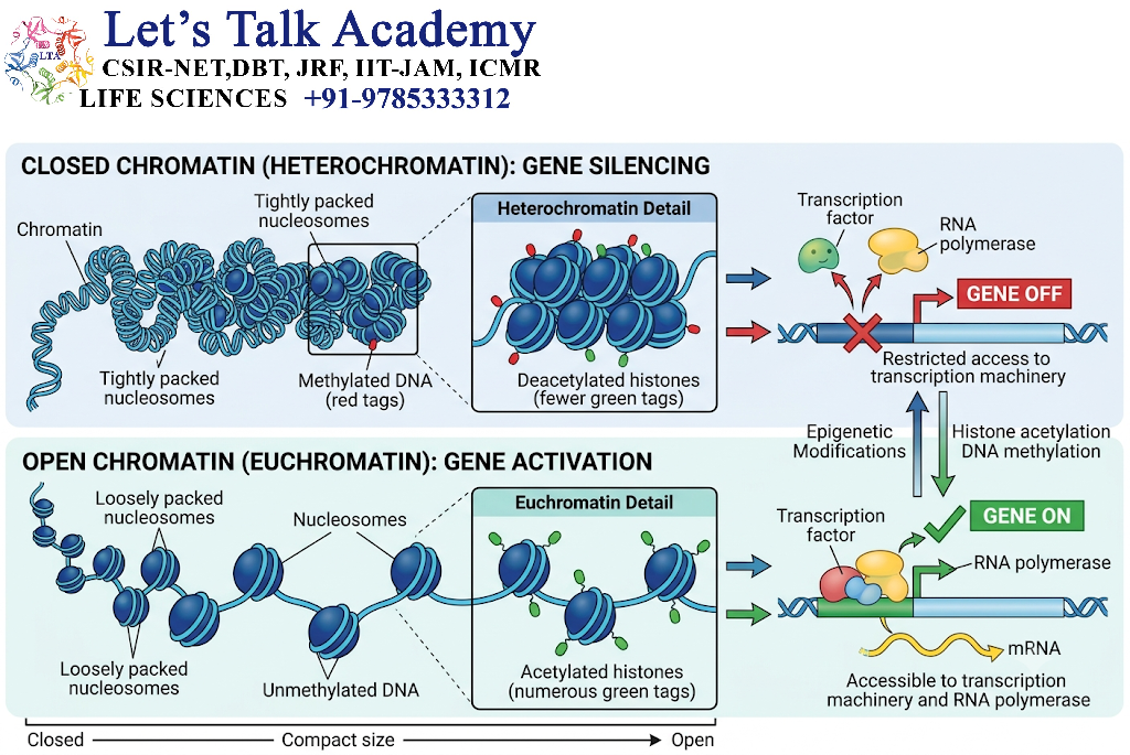 Chromatin and Gene Expression