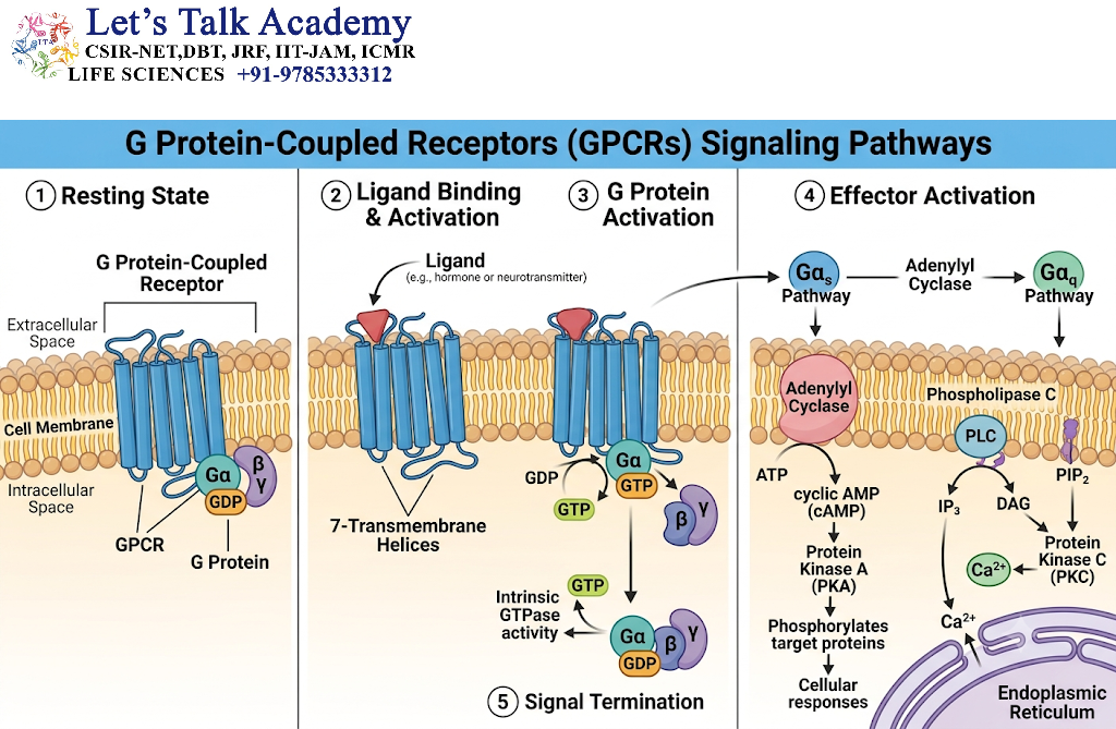 G Protein-Coupled Receptors