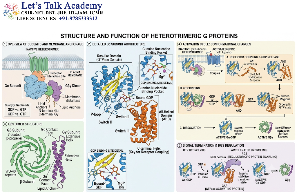 Structure of Heterotrimeric G Proteins