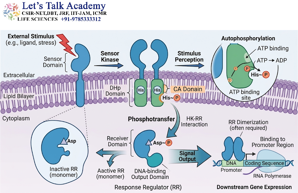 Mechanism of Bacterial Two-Component Signaling