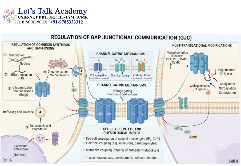 Regulation of Gap Junctional Communication