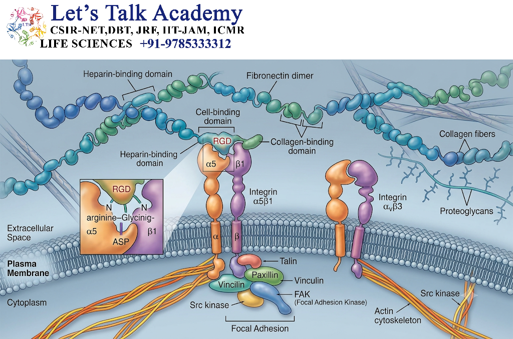 Fibronectin and Integrins