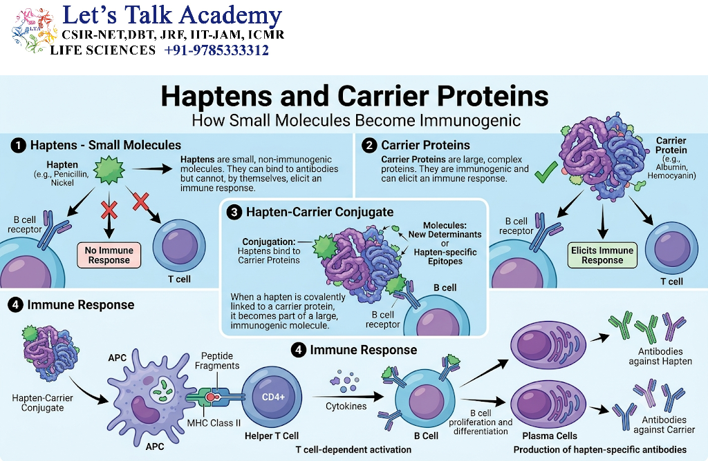 Haptens and Carrier Proteins