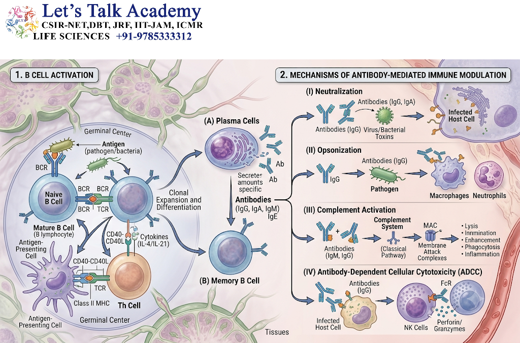 B Cells and Antibody-Mediated Immune Modulation