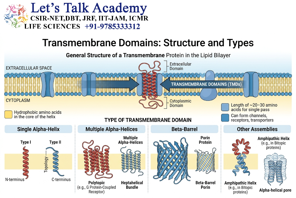 Transmembrane Domain