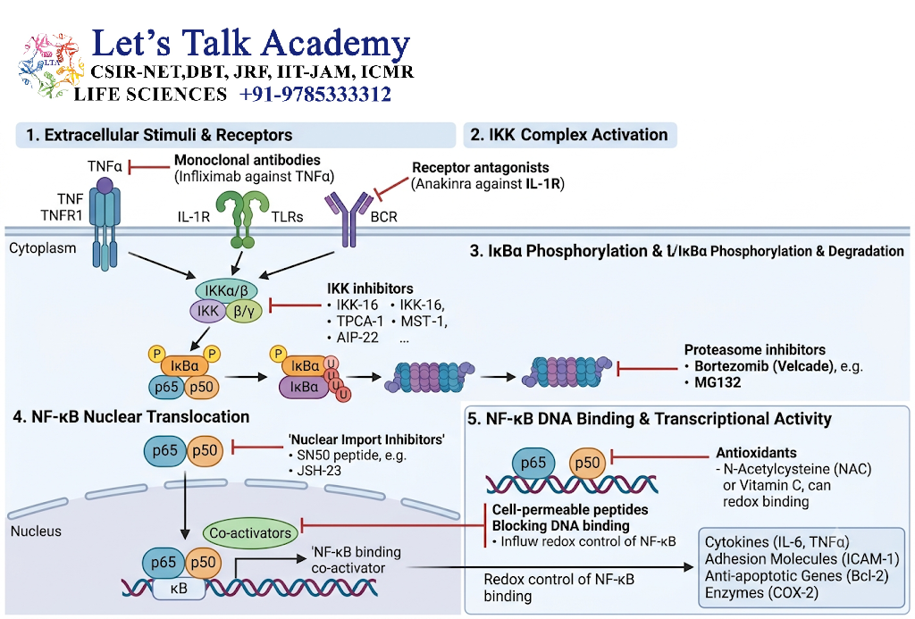 Manipulation of NF-κB Signaling
