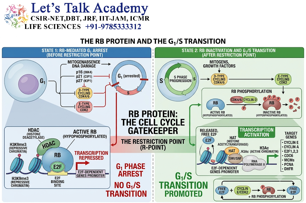 RB Protein and the G₁/S Transition