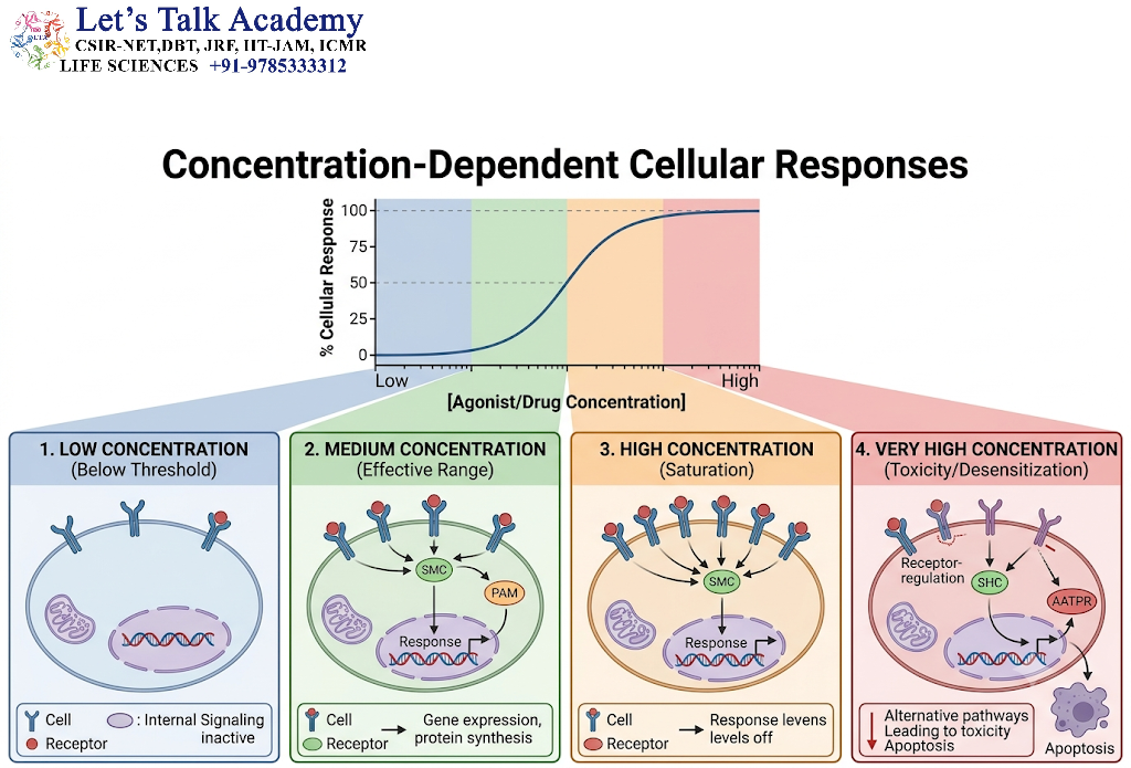 Concentration-Dependent Cellular Responses