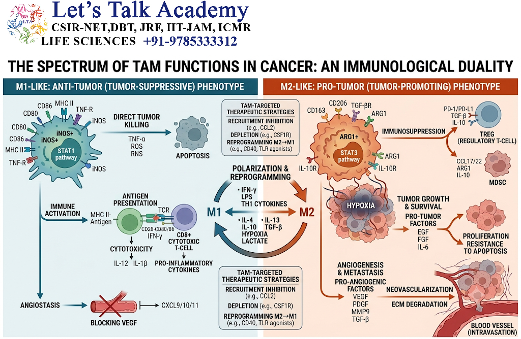 Role of Tumor-Associated Macrophages