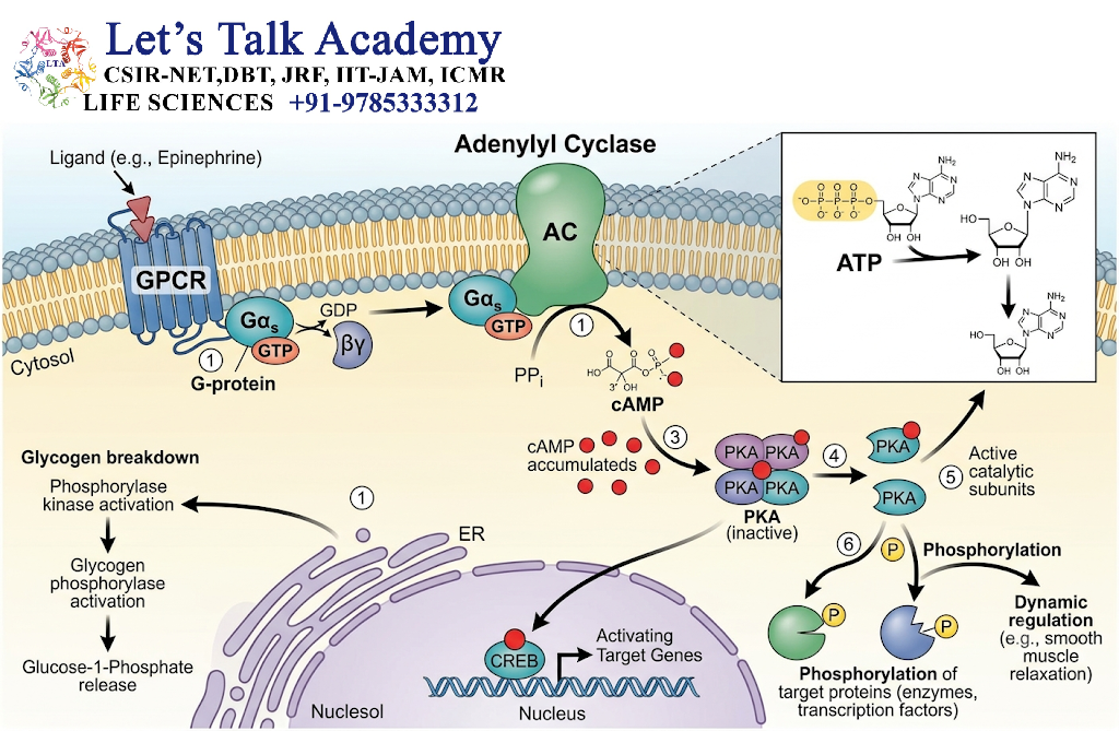 Adenylyl Cyclase–cAMP Pathway