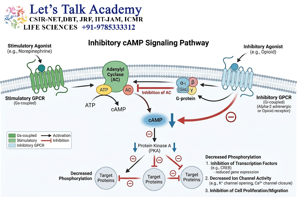 Inhibitory cAMP Signaling
