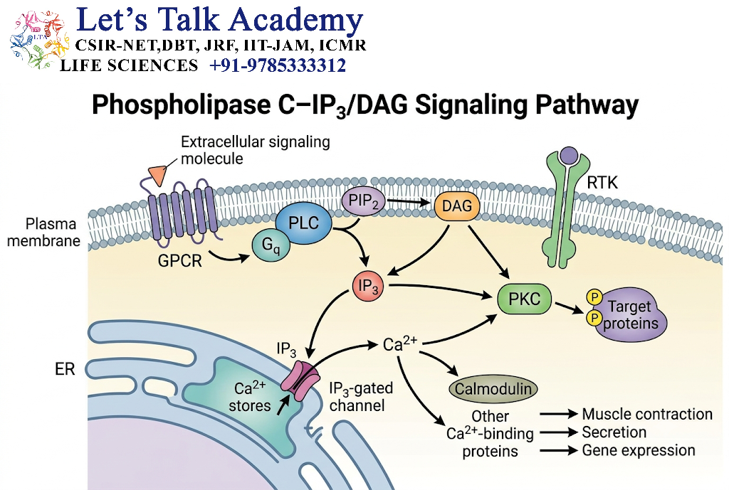 Phospholipase C–IP₃/DAG Pathway