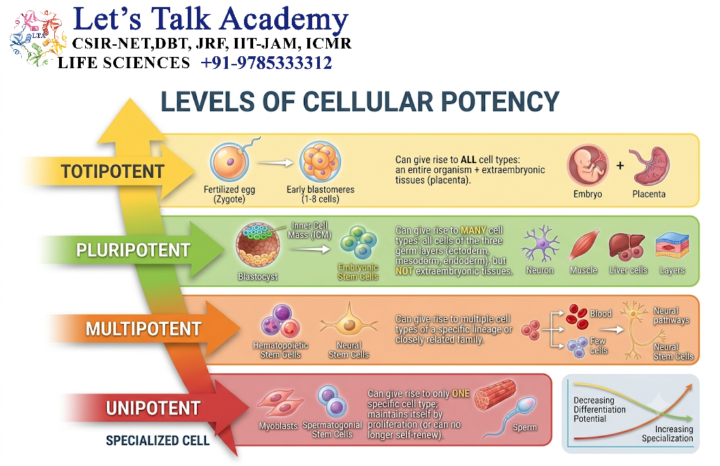 Levels of Cellular Potency