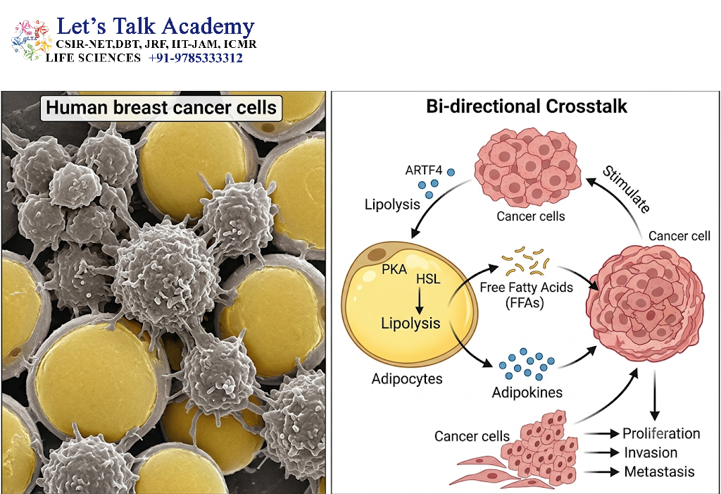 Cancer Cells and Adipocytes