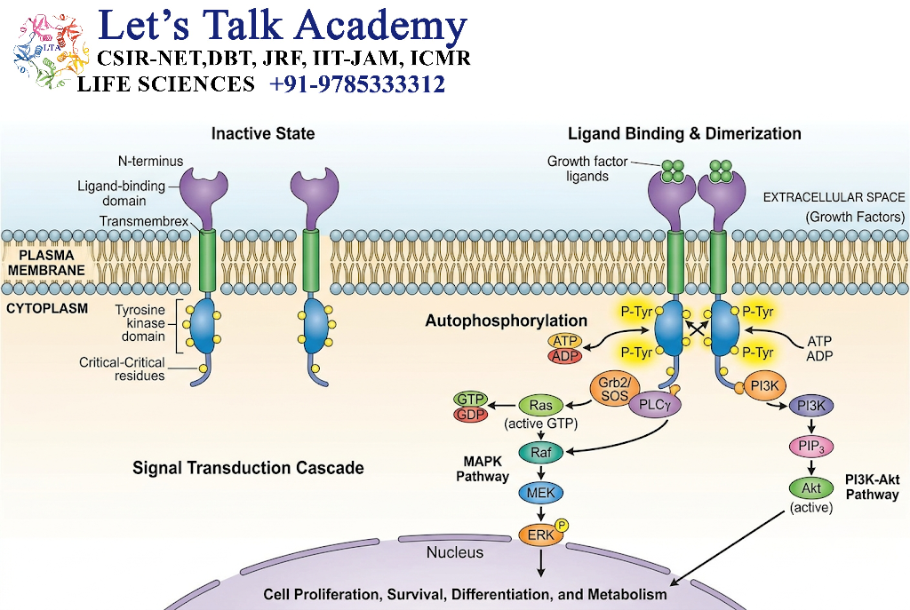 Receptor Tyrosine Kinases