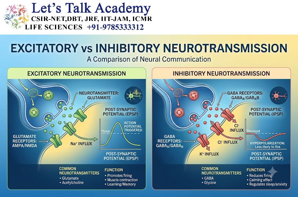 Excitatory and Inhibitory Neurotransmission
