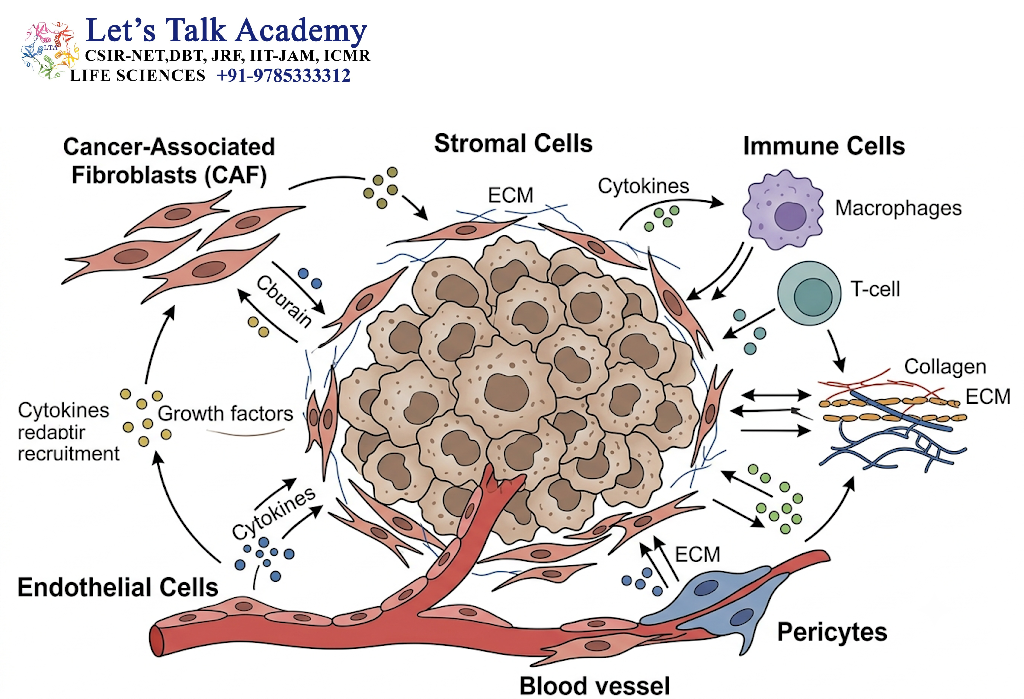 Cancer Cells and Other Stromal Cells