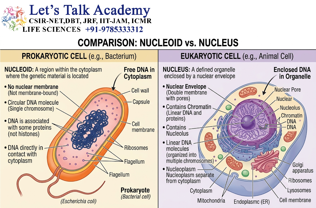 Nucleoid and Nucleus