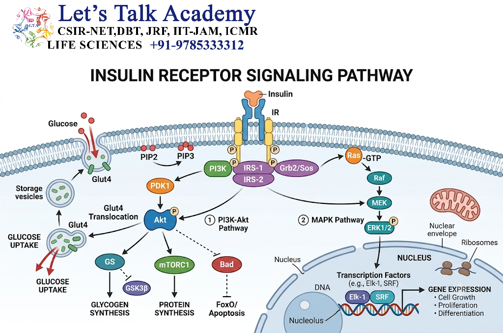 Insulin Receptor Signaling