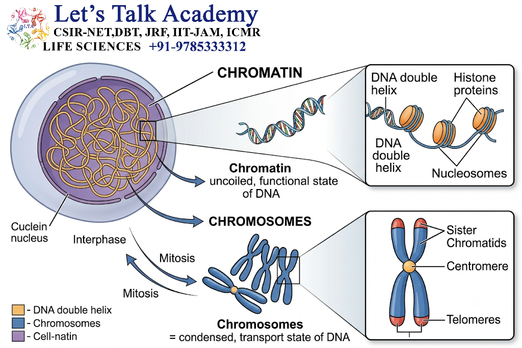 Chromosomes and Chromatin