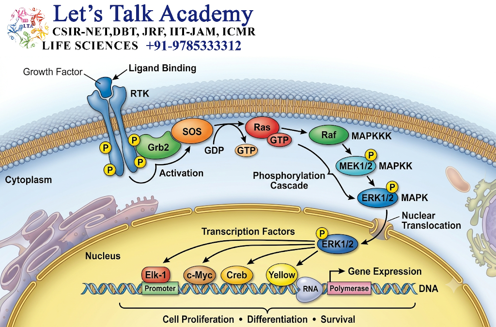 Ras-MAPK Signaling