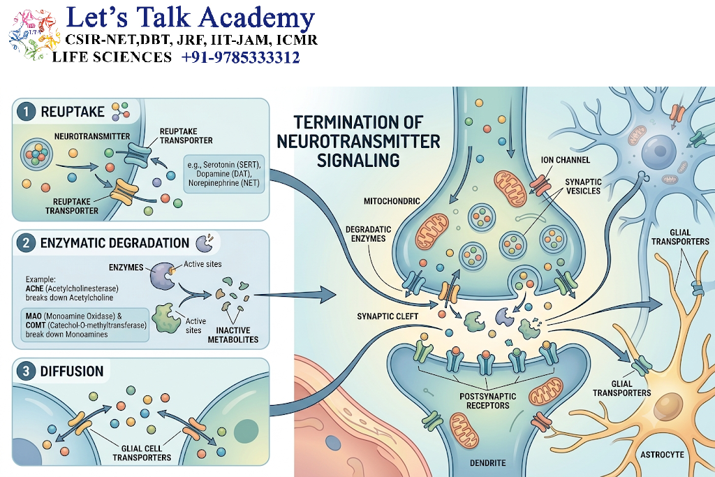 Termination of Neurotransmitter Signaling