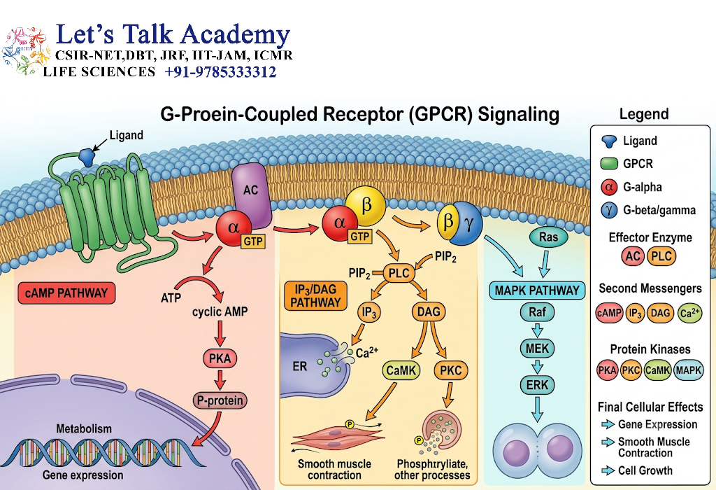 G-Protein-Coupled Receptor Signaling