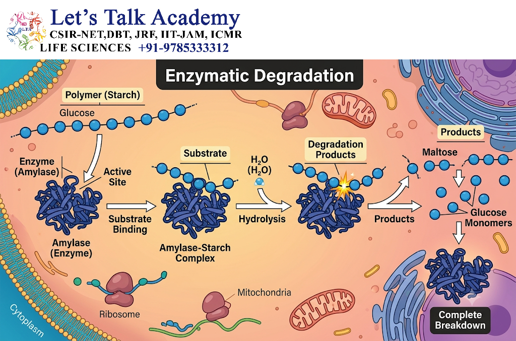 Enzymatic Degradation