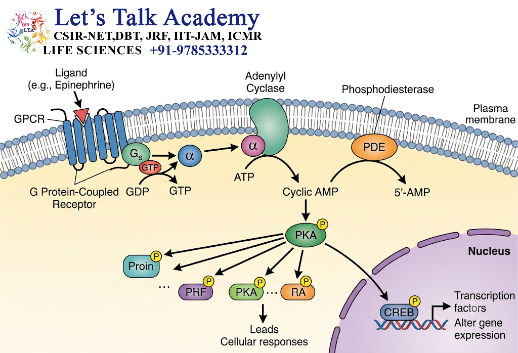 cAMP Signal Transduction Pathway