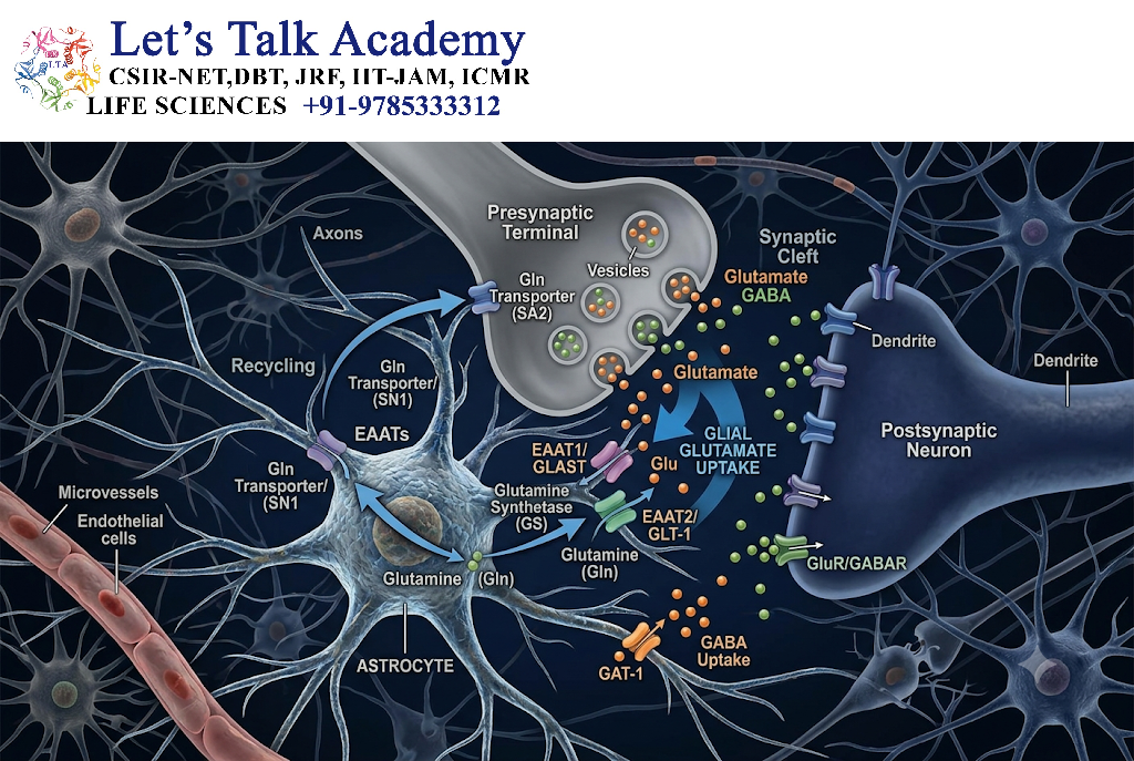 Glial Uptake