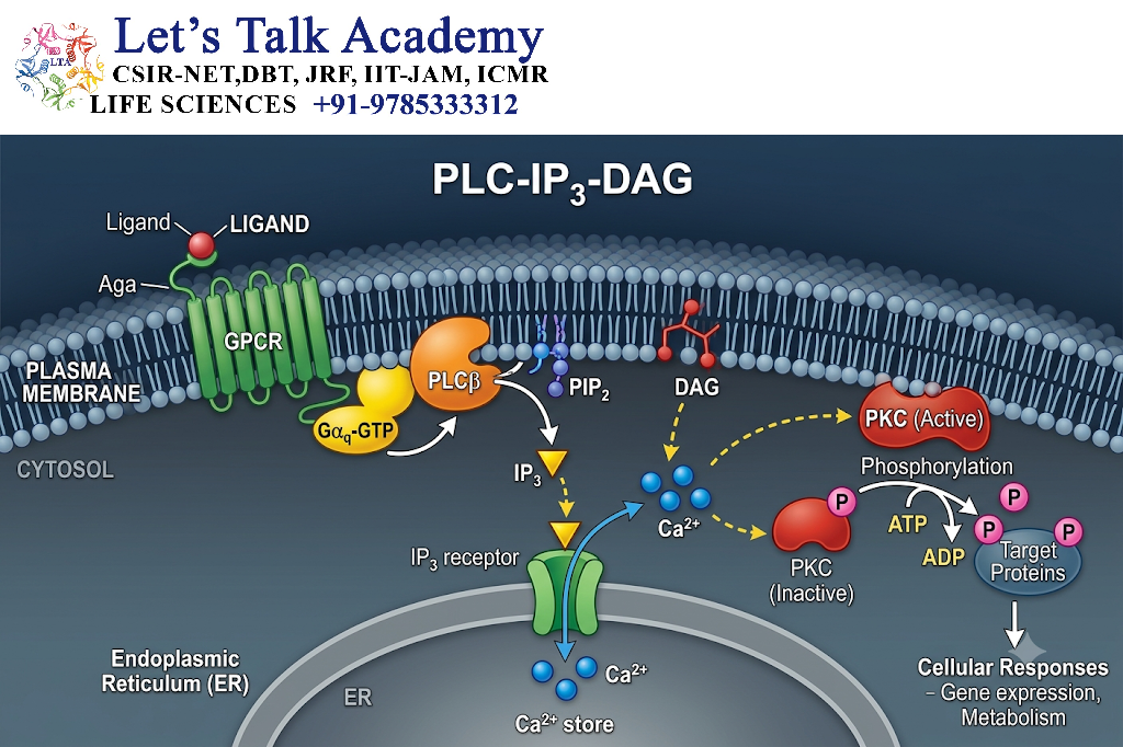 PLC-IP₃-DAG Pathway