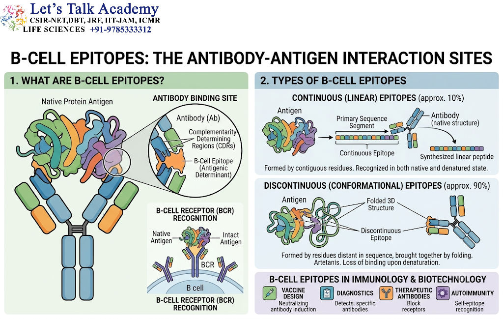 B-Cell Epitopes