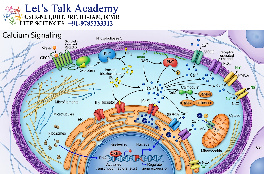 Calcium Signaling
