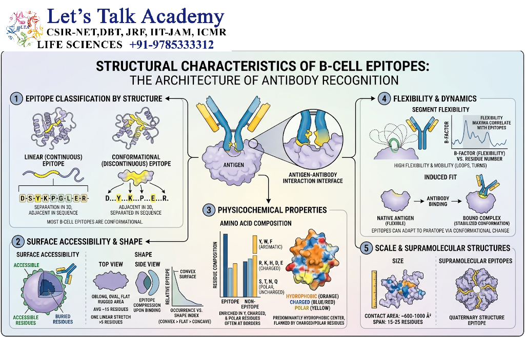Structural Characteristics of B-Cell Epitopes