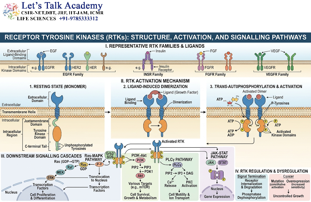 Receptor Tyrosine Kinases