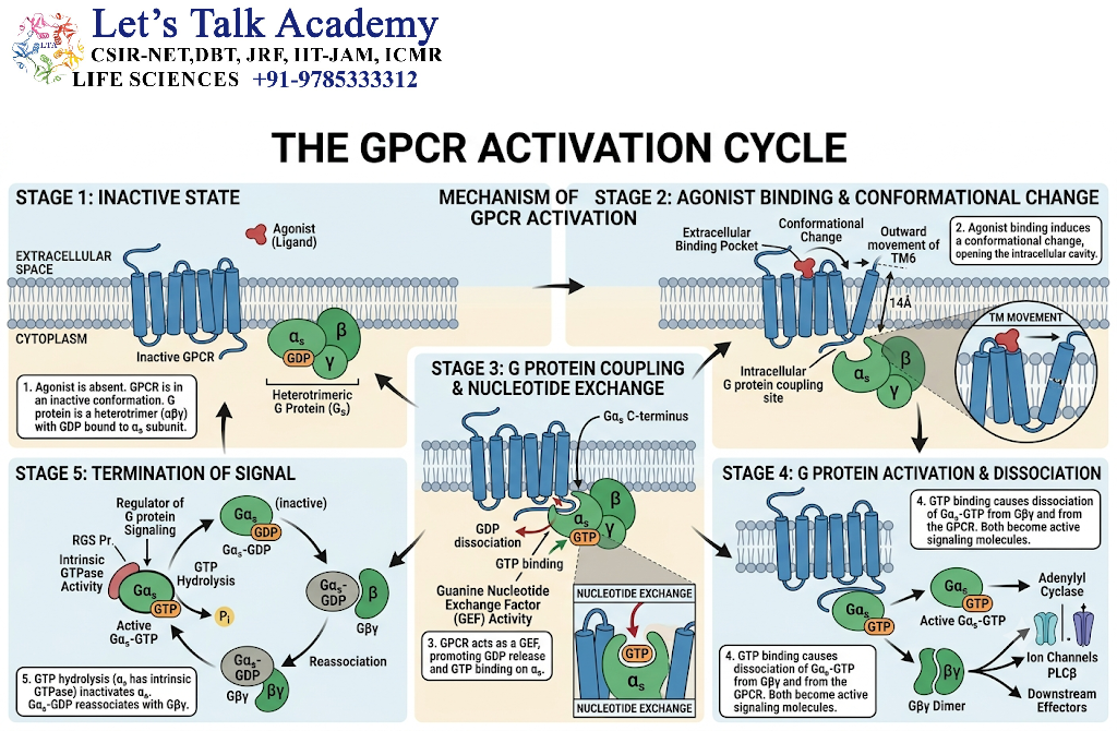 Mechanism of GPCR Activation