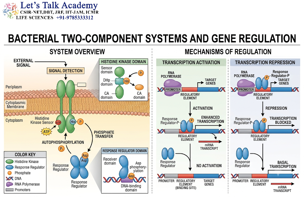 Bacterial Two-Component Systems and Gene Regulation