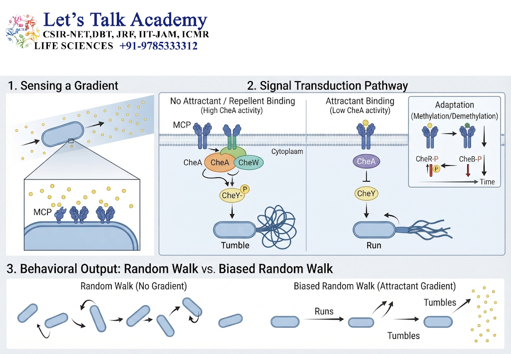 Bacterial Chemotaxis