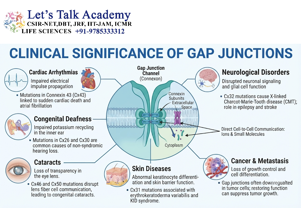Clinical Significance of Gap Junctions
