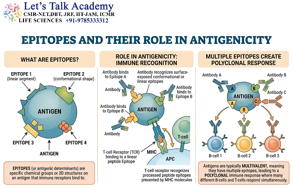 Epitopes and Their Role in Antigenicity