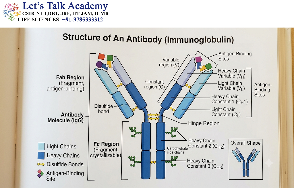 Structure of Antibodies