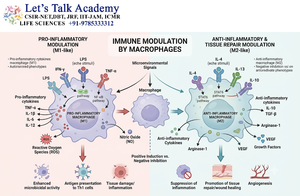 Immune Modulation by Macrophages