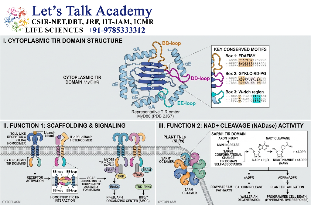 Cytoplasmic TIR Domain