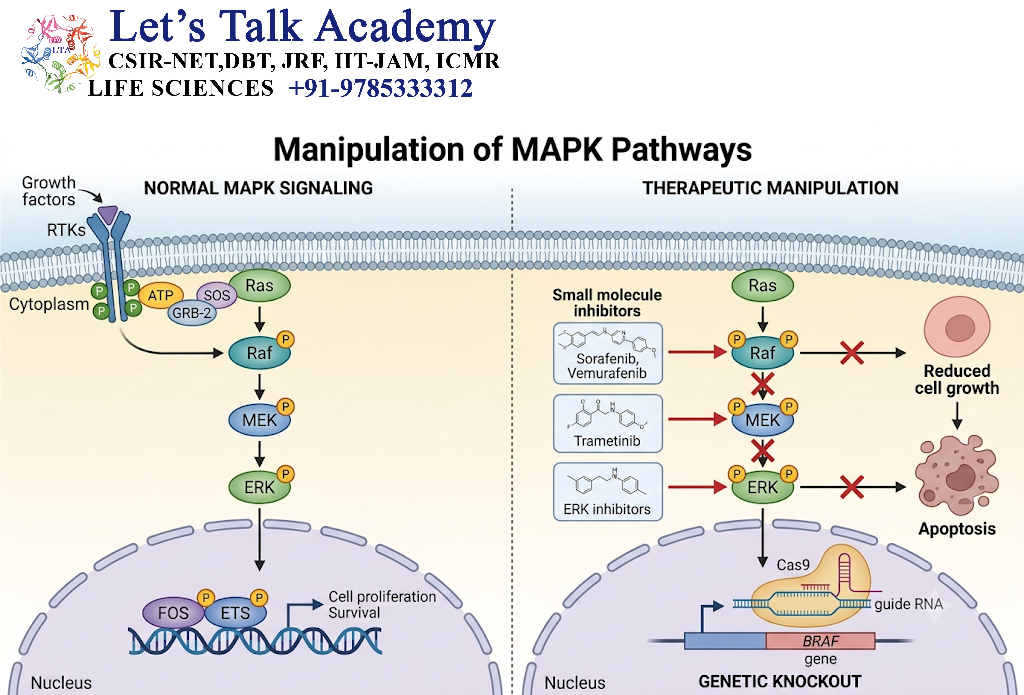 Manipulation of MAPK Pathways
