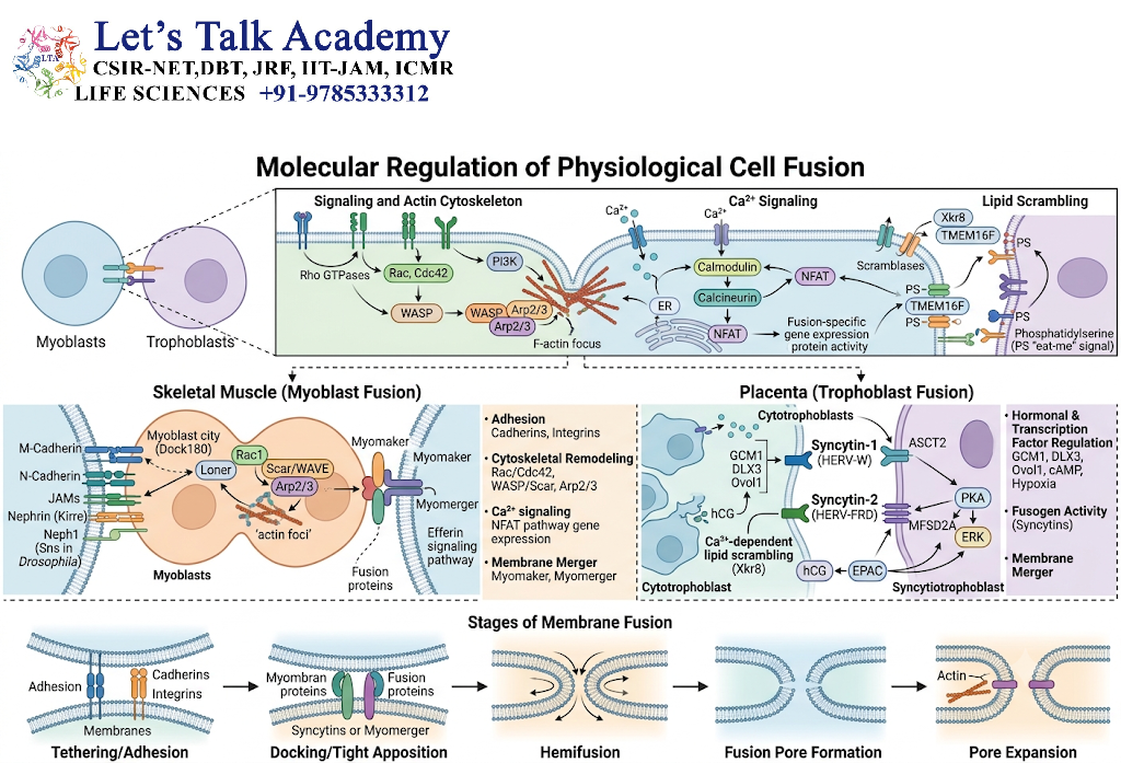 Molecular Regulation of Physiological Cell Fusion