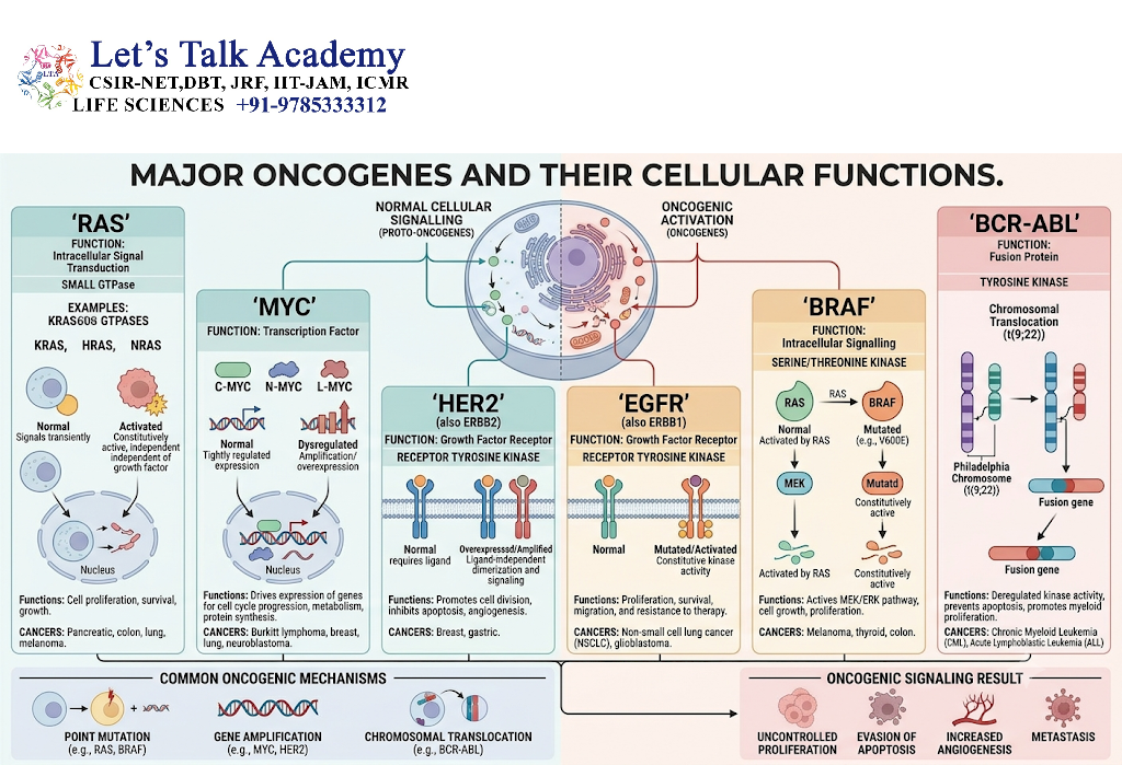 Major Oncogenes and Their Functions