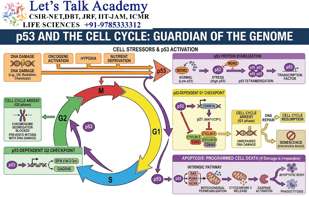 p53 and the Cell Cycle